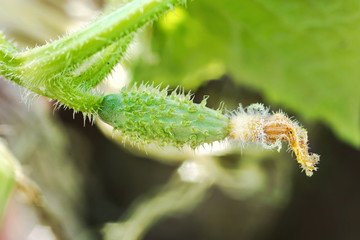 Macro photo of an embryo of a cucumber 