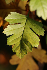 autumn leaves on green background