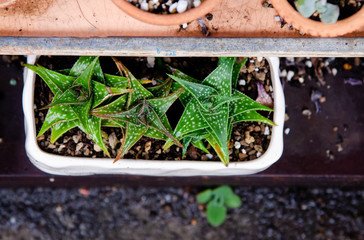 Cactus tree in flower pot, Little garden, Top view
