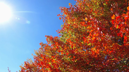 LENS FLARE: Warm autumn sun shines on the trees changing colors in countryside.