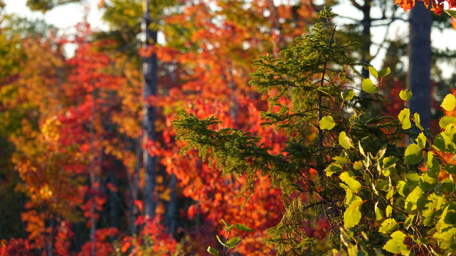 CLOSE UP, DOF: Green spruce tree sticking out in the colorful deciduous forest.