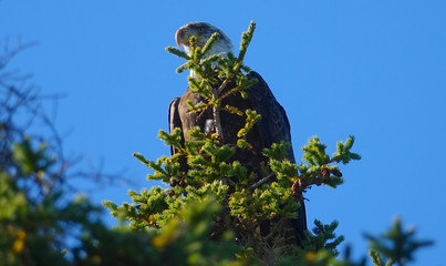 CLOSE UP: Majestic bald eagle sitting on a pine tree on a sunny autumn day.