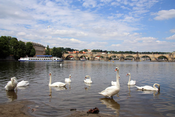 swans on the river in Prague