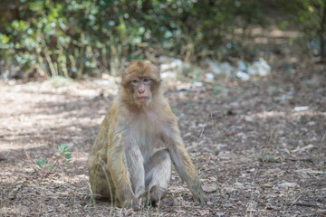 Young Barbary Macaque Monkey sitting in ground in the cedar forest Mid Atlas range Azrou, Morocco