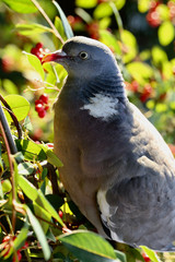 wood pigeon eating autumn berries