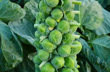 Gordijnen Verse spruiten op veld met blad. Gezond en voordelen van Sprouts. © posinote