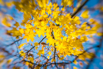 Colorful yellow autumn leaves of a maple against the backdrop of a clear blue sky