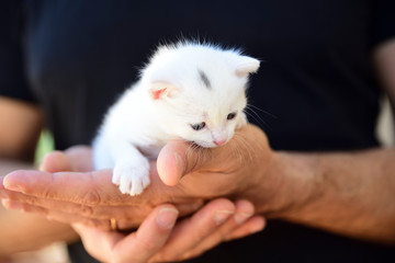 tender and fluffy white kitten nestled in the hands