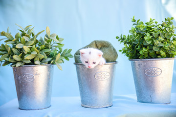 tender and fluffy white kitten inside the vase among green plants