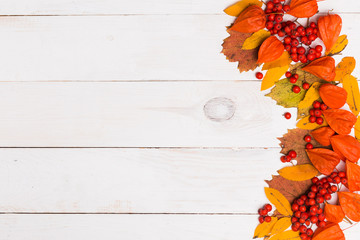 Autumn yellow orange leaves, Rowan berries, winter cherry on white wooden background with copy space for text