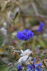 knapweed