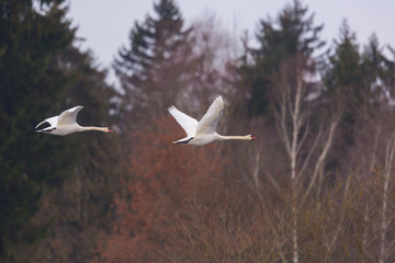 Obraz premium two mute swans (cygnus olor) in flight