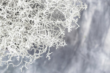White plant on the gray background