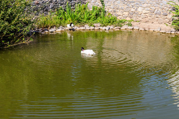 Black-necked swan (Cygnus melancoryphus) in the lake