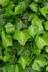 Green ivy background