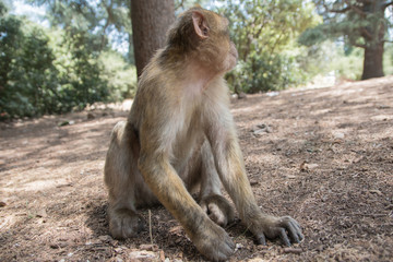 Young Barbary Macaque Monkey sitting in ground in the cedar forest Mid Atlas range Azrou, Morocco