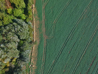 Aerial view on forest and green field divided by field road.