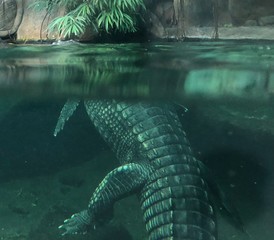 crocodile