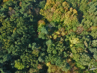 Aerial view on colorful forest during autumn season.