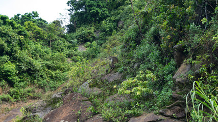 Fototapeta na wymiar Nature on the island of the monkeys in Vietnam.