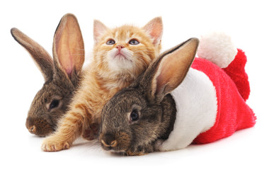 Rabbits and kitten in Christmas hat.