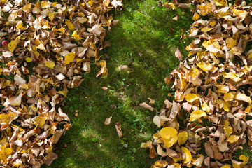 Green lawn underneath cover of fallen leaves