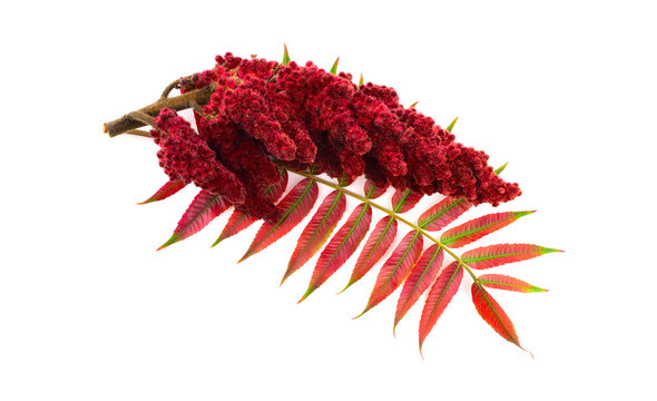 Isolated Staghorn Sumac Spice Herb Plant Seed Drupe with Stem and Feaves (Rhus Coriaria).