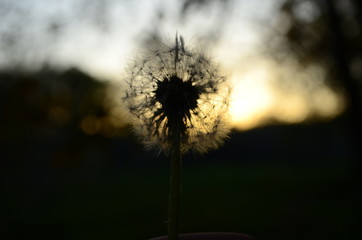 Obraz premium mniszek lekarski na tle