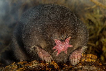 Star Nosed Mole taken in central MN