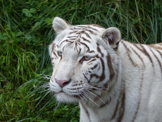 Fototapeta premium White Bengal tiger