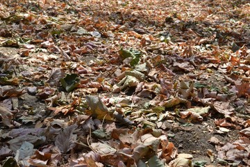Closeup photograph of parched leaves, including maple leaves, on the ground in a park. Taken on August 2, 2018 in Leuven, Belgium, during the European drought of summer 2018.