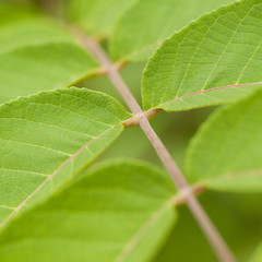 beautiful leaf with rhythmically arranged leaves