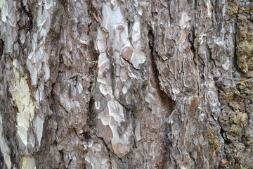 Closeup photograph of the bark of a pine tree.