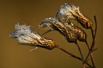 	thistle