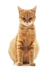 Obraz premium Jedna kotka w ciąży.