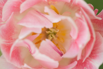 Fototapeta na wymiar delicate pink motley velvet tulip, macro