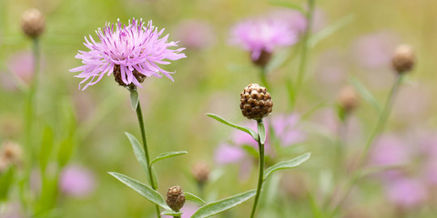 beautiful fluffy flowers of cornflower with buds in a summer field or in a meadow