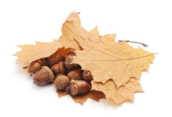 Acorns under autumn leaves.