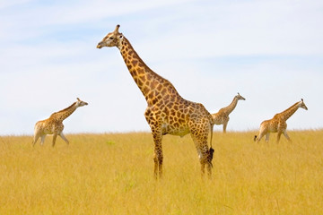 Four giraffes standing on the plains, Tala Game Reserve, South Africa.