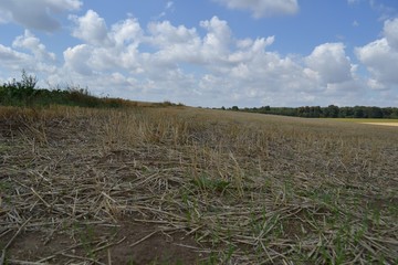 Freshly reaped wheat field on a bright summer day with blue skies dotted with puffy white clouds.