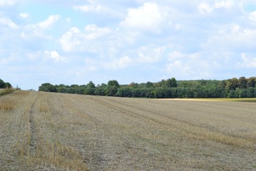 Freshly reaped wheat field on a bright summer day with blue skies dotted with puffy white clouds.