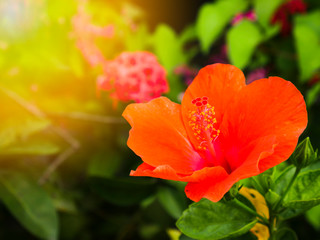 Fototapeta premium Close up blooming orange hibiscus syriacus flower.