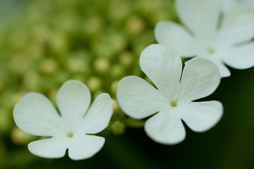 beautiful flowers and buds of viburnum in an unusual inflorescence