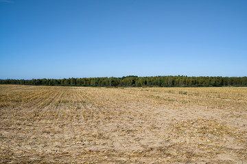 Obraz premium Harvested rye field in Russia. High resolution photo