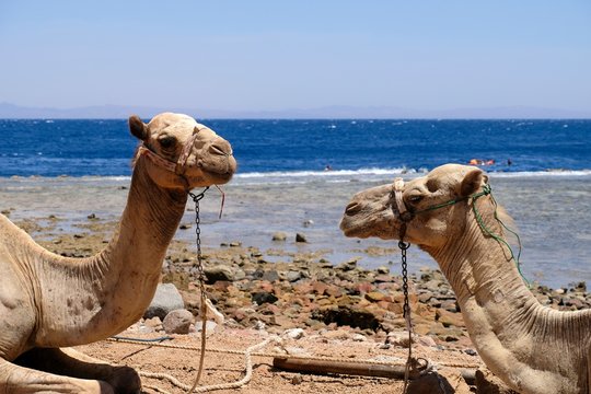 Two camels resting on the Red Sea beach at Sinai in Egypt.