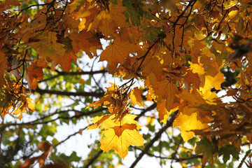Fall Foliage Leaves Depend Run Autumn Maple Leaves. Beautiful autumn landscape with yellow trees and sun. Colorful foliage in the park. Falling leaves natural background