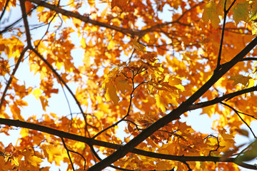 Fall Foliage Leaves Depend Run Autumn Maple Leaves. Beautiful autumn landscape with yellow trees and sun. Colorful foliage in the park. Falling leaves natural background