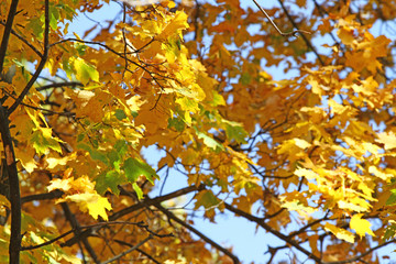 Fall Foliage Leaves Depend Run Autumn Maple Leaves. Beautiful autumn landscape with yellow trees and sun. Colorful foliage in the park. Falling leaves natural background