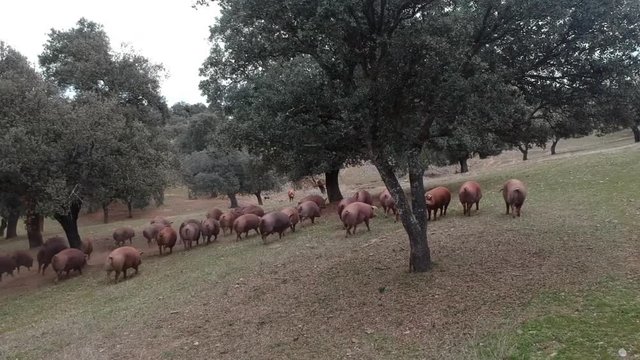 Iberian Pigs and Oak trees 