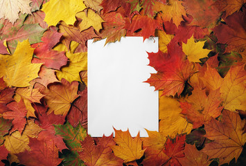 Naklejka na ściany i meble Blank white letterhead on a background of bright autumn foliage. Flat lay.